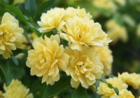 养花就养4种花，漂亮迷人，花开多又香，全年都有花赏