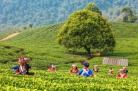 拼配就差？茶友：你觉得的大益为何行业第一