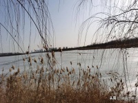 寒冬腊月里的广利河湿地公园