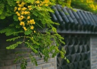 世界上真正漂亮的，恰是无用之美