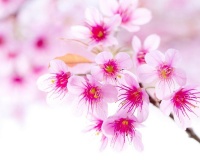 不去做永远不会有收获，未来是靠把握机会和努力奋斗的