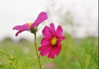 你因成功而内心充满喜悦的时候，就没有时间颓废