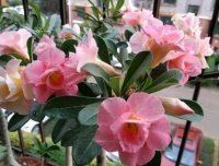 4种花最适合阳台养，好养漂亮，花朵粉嫩丰腴，颜值超高的