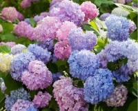 花卉中的劳模，不费心思，好养易爆盆，绚丽多姿