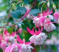 4种花是颜值担，花苞窜满枝头，清新可爱