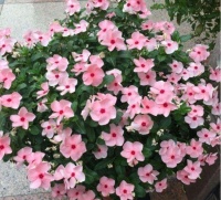 适合阳台养护的几款花卉，耐寒易打理，一盆千百朵，枝头花苞满