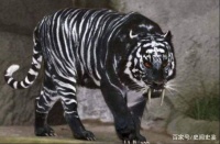 康熙年间，浙江发现祥瑞御兽，头顶长角，一下咬死三只老虎