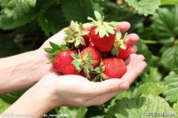 百灵鸟/七绝·草莓（二首）