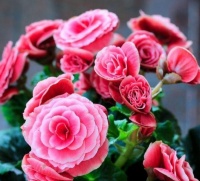 懒人必备的几种花卉，养易成活耐旱耐晒，简简单单养爆盆