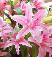 颜值超高的几款花卉，花色繁多易爆盆，娇艳欲滴美极了