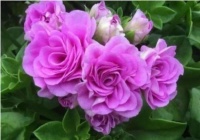 4种便宜花，花开娇艳美不胜收，一开就是300天