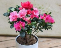 几款花卉，便宜又好养，颜值超高，名字也很好听