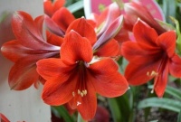 几款花卉，花艳易爆盆，开花幽香暗淡，家里天天有花赏