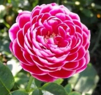 几款花卉颜值超高的，花开繁盛花香怡人，放阳台美极了