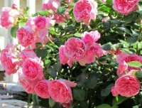 4种花，堪称花界“劳模”，365天开不停，养几盆，全年有花赏！