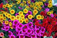 谁见了都喜欢的4种花，好养又漂亮，花朵硕大、花期长，漂亮好养