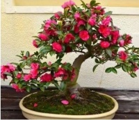 春天就养4种花，一入4月变成“开花机器”，养好能当“传家宝”！