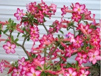 现在就养3种花，天气越热，开花越美，一养就爆盆！