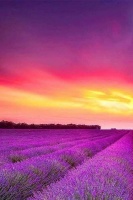 【云天社@福建分社】​来福、杰子、小兵腾三人行