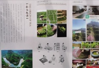 一镇一业、一村一品专题报道之一：博罗县云雾壹号茶叶专业合作社