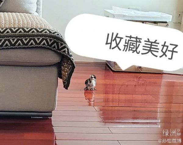 孙怡家的小鸡