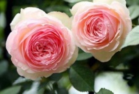 家里阳台必养此款花卉，全年开花不断，越养越喜欢，花开1茬又1茬