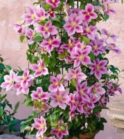 养花就养4种花，家里养一盆，开花一簇簇，超漂亮！