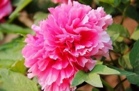 4种花超漂亮，个个美出状态，美得让人毫无抵抗力，花大色艳