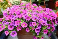 4种旺运花，吉祥添富贵，不仅花好看，名字也好听