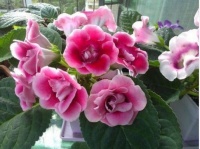 家里阳台必养此款花卉，30天不浇水照样生长，一年开花不断