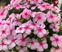 4种花自带财运，好养易活不招虫，香飘溢满屋，阳台变温馨花园