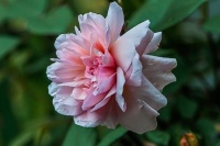 有没有福气，一般都看这三种特征，命好不好还得靠自己