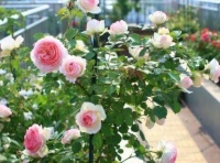 4种花养家里，人养花、花也养人，四季有花赏，阳台变花园！