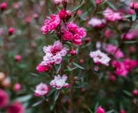 4种花漂亮好养，比牡丹好看，比吊兰好养，养几盆，全年有花赏！