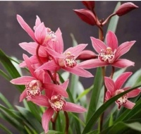 养花就养4种花，好养易活花量大，浇水就疯长，开花爆盆很容易