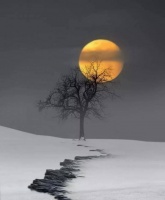 每天一首诗丨D·H·劳伦斯《无用之物》