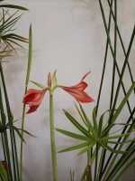 岁月静好 静待花开