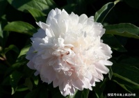 白色牡丹花在唐朝宋朝的不同际遇