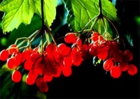 写下《相思》的王维有多深情？拒娶大唐公主，原配死后他一生未娶