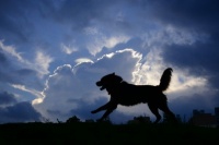 原来杨戬收服了两只狗，哮天犬是无人不知，而另一只却少有人知！