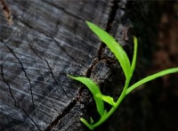 俗语“宅子现四喜，家中出能人”，四喜是啥？你有见过其中一种吗