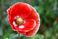 虞美人的花语：代表极大的奢侈、顺从