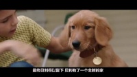 狗狗离世，经历多次投胎，终于遇见了最初的主人！奇幻电影