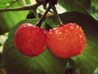 希望今夜的梦里有您（散文）