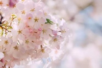 用心甘情愿的态度，让日子随遇而安！