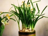 这5个养花习惯，你要学会，一次就让你成为养花高手！