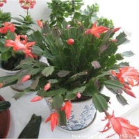 这几招教你如何土壤中养花，学会了你就是”养花大神“！