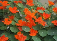 “不占地方”的4种花，多养几盆，阳台成“花海”，“天天”赏花