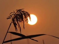 真正厉害的人，往往放弃了“刻意追求”