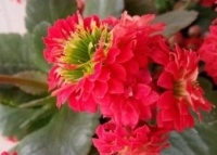 命好的人，会给自己找4个“靠山”，难怪财运来福运降！